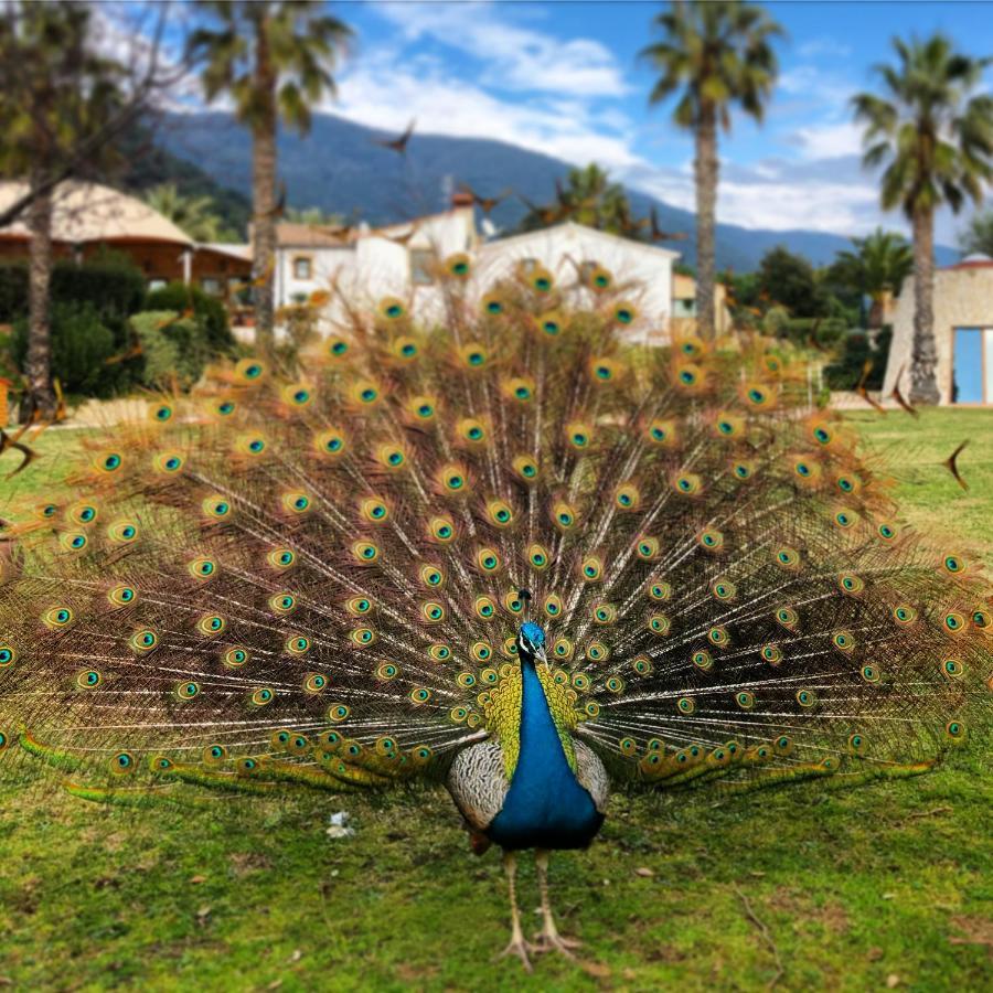 Can Jordi Del Montnegre Villa Sant Iscle De Vallalta Kültér fotó